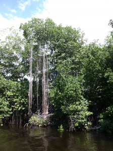 mangroven black river